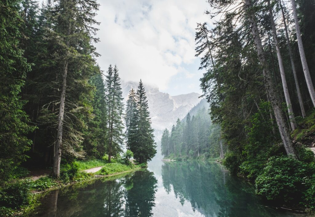 organi di senso e ambiente bosco