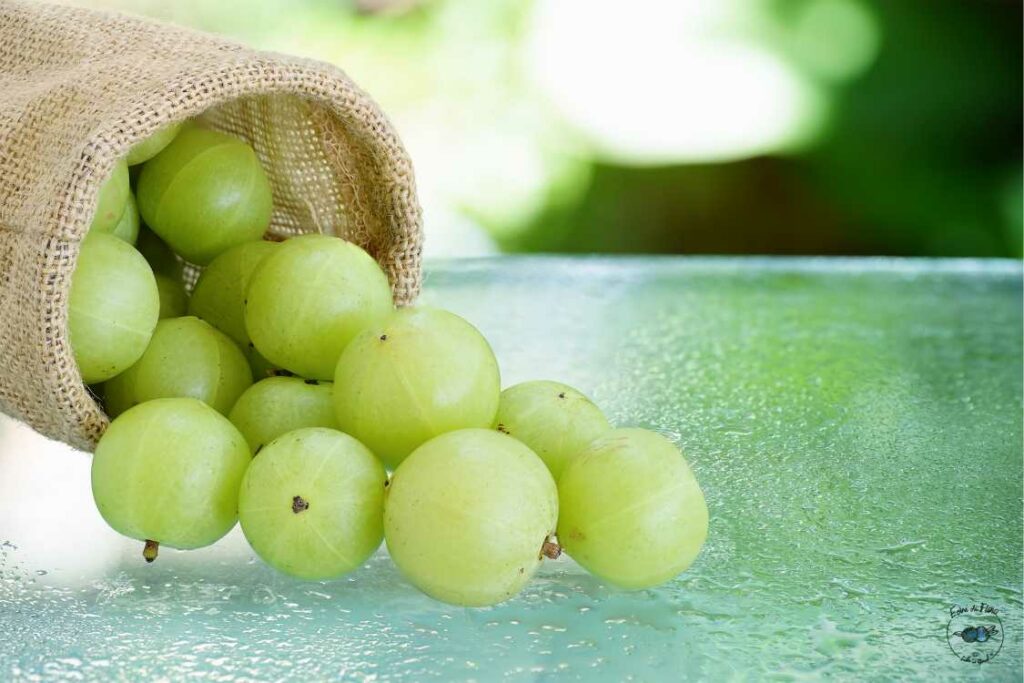 olio di amla ricetta