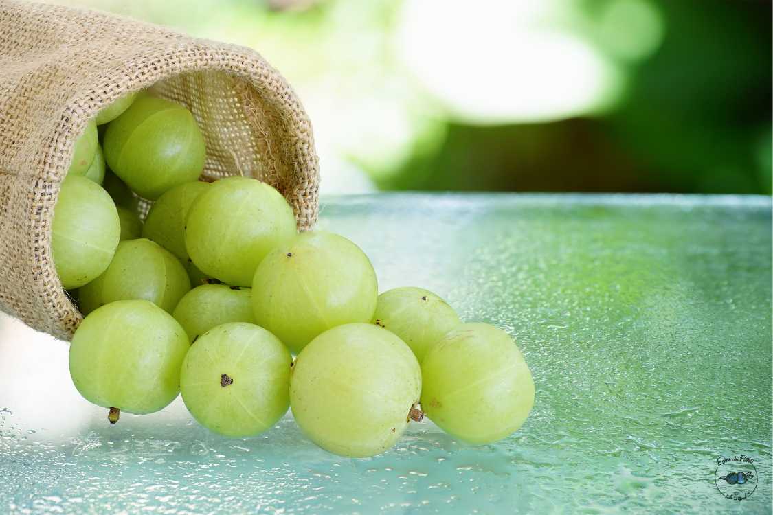 olio di amla ricetta